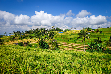 Image showing Jatiluwih paddy field rice terraces, Bali, Indonesia