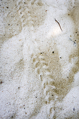 Image showing Turtle baby footprints on a tropical beach