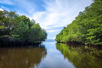 Image showing Mangrove in Nusa Lembongan island, Bali, Indonesia