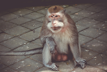 Image showing Monkey in the Monkey Forest, Ubud, Bali, Indonesia