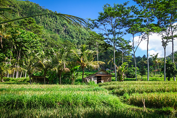 Image showing Green paddy fields, Sidemen, Bali, Indonesia