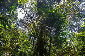 Image showing Jungle landscape Taman Negara national park, Malaysia