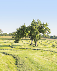 Image showing meadow with fruit trees