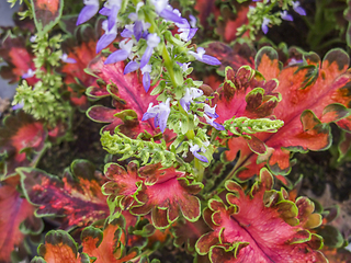 Image showing colorful plant leaves