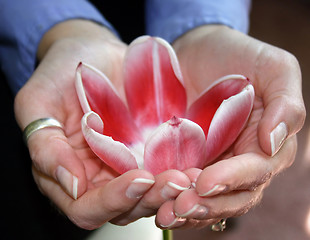 Image showing woman holding flower