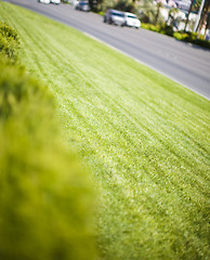 Image showing grass and cars