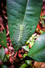 Image showing Common Baron Caterpillar, Taman Negara national park, Malaysia