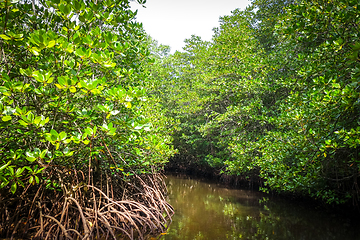 Image showing Mangrove in Nusa Lembongan island, Bali, Indonesia