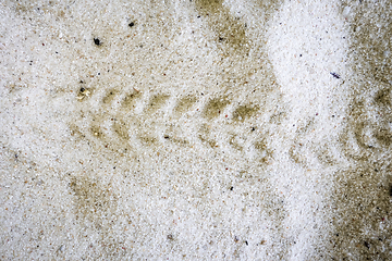 Image showing Turtle baby footprints on a tropical beach