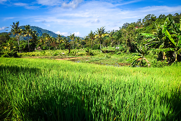 Image showing Green paddy fields, Sidemen, Bali, Indonesia