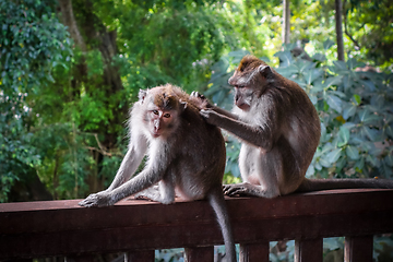 Image showing Monkeys in the Monkey Forest, Ubud, Bali, Indonesia