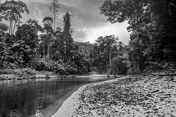 Image showing River in Jungle rainforest Taman Negara national park, Malaysia