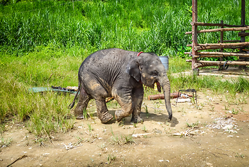 Image showing Baby elephant in protected park, Chiang Mai, Thailand