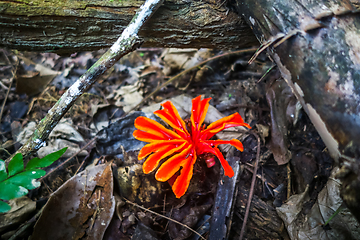 Image showing Red flower, Taman Negara national park, Malaysia