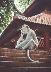 Image showing Monkeys on a temple roof in the Monkey Forest, Ubud, Bali, Indon