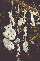 Image showing Hanging coral, Perhentian Islands, Terengganu, Malaysia