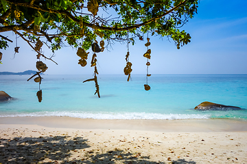 Image showing Hanging coral on Turtle Beach, Perhentian Islands, Terengganu, M