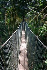 Image showing Suspension bridge, Taman Negara national park, Malaysia