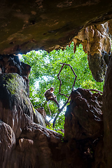 Image showing Monkey in a cave, Wat Suwan Kuha, Thailand