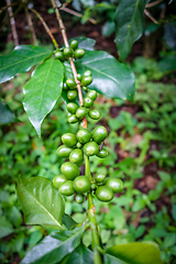 Image showing Coffee bean close-up view, Chiang Mai, Thailand