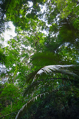 Image showing jungle forest, Khao Sok, Thailand