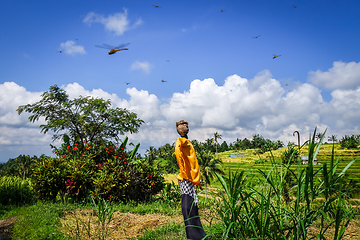 Image showing Scarecrow in Jatiluwih paddy field rice terraces, Bali, Indonesi