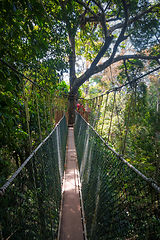 Image showing Suspension bridge, Taman Negara national park, Malaysia