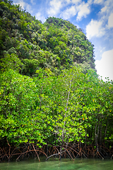 Image showing Mangrove in Phang Nga Bay, Thailand