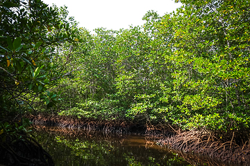 Image showing Mangrove in Nusa Lembongan island, Bali, Indonesia