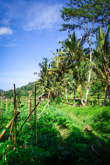 Image showing Plantations in green fields, Sidemen, Bali, Indonesia