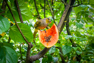 Image showing Little tropical bird eating a fruit