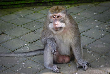 Image showing Monkey in the Monkey Forest, Ubud, Bali, Indonesia