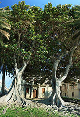 Image showing Two huge ficus macrophylla