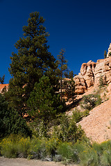 Image showing Pine tree in Utah