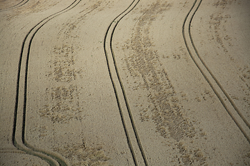 Image showing Grainfield near Laboe, Germany