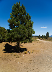 Image showing Pine tree in Utah