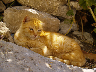 Image showing greek tomcat