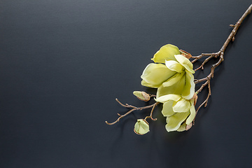 Image showing a magnolia flowers on a black background