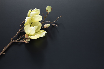 Image showing a magnolia flowers on a black background