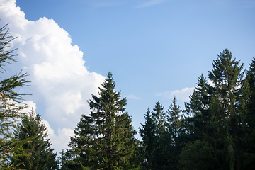 Image showing fir trees blue sky with clouds background