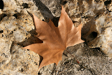 Image showing October leaf