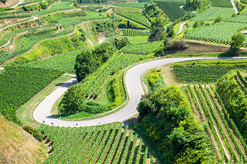 Image showing vineyard scenery at Kaiserstuhl Germany