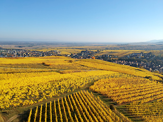 Image showing flight over vineyard Alsace France