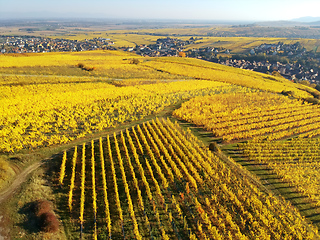 Image showing flight over vineyard Alsace France
