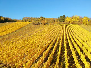 Image showing flight over vineyard Alsace France