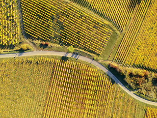 Image showing flight over vineyard Alsace France