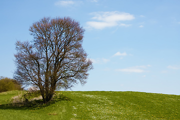 Image showing leafless bush in the green meadow