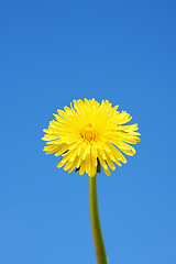 Image showing sweet dandelion in the blue sky background