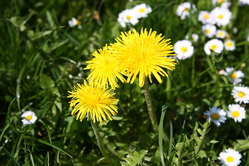 Image showing sweet dandelion in the green meadow