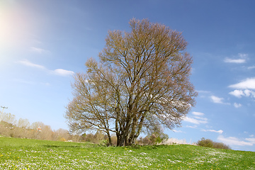 Image showing leafless bush in the green meadow